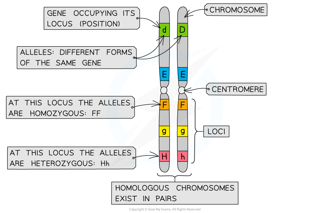 Chromosomes showing gene and loci, downloadable AS & A Level Biology revision notes