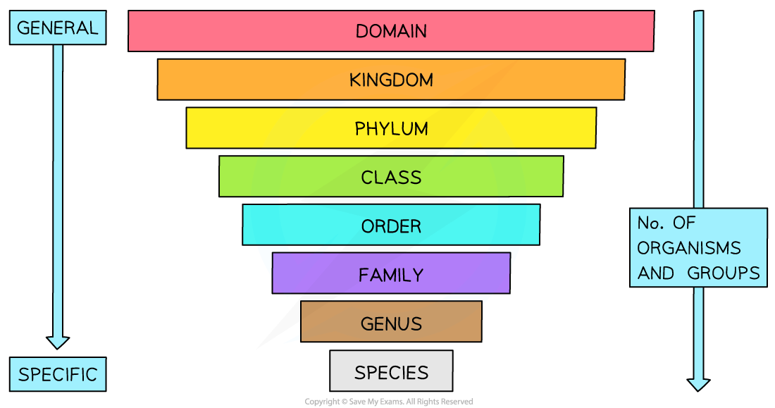 Classification system, downloadable AS & A Level Biology revision notes