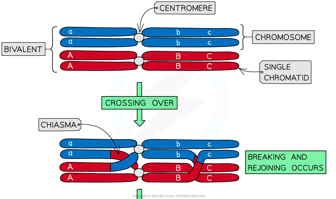 Crossing over (1), downloadable AS & A Level Biology revision notes