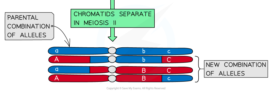 Crossing over (2), downloadable AS & A Level Biology revision notes