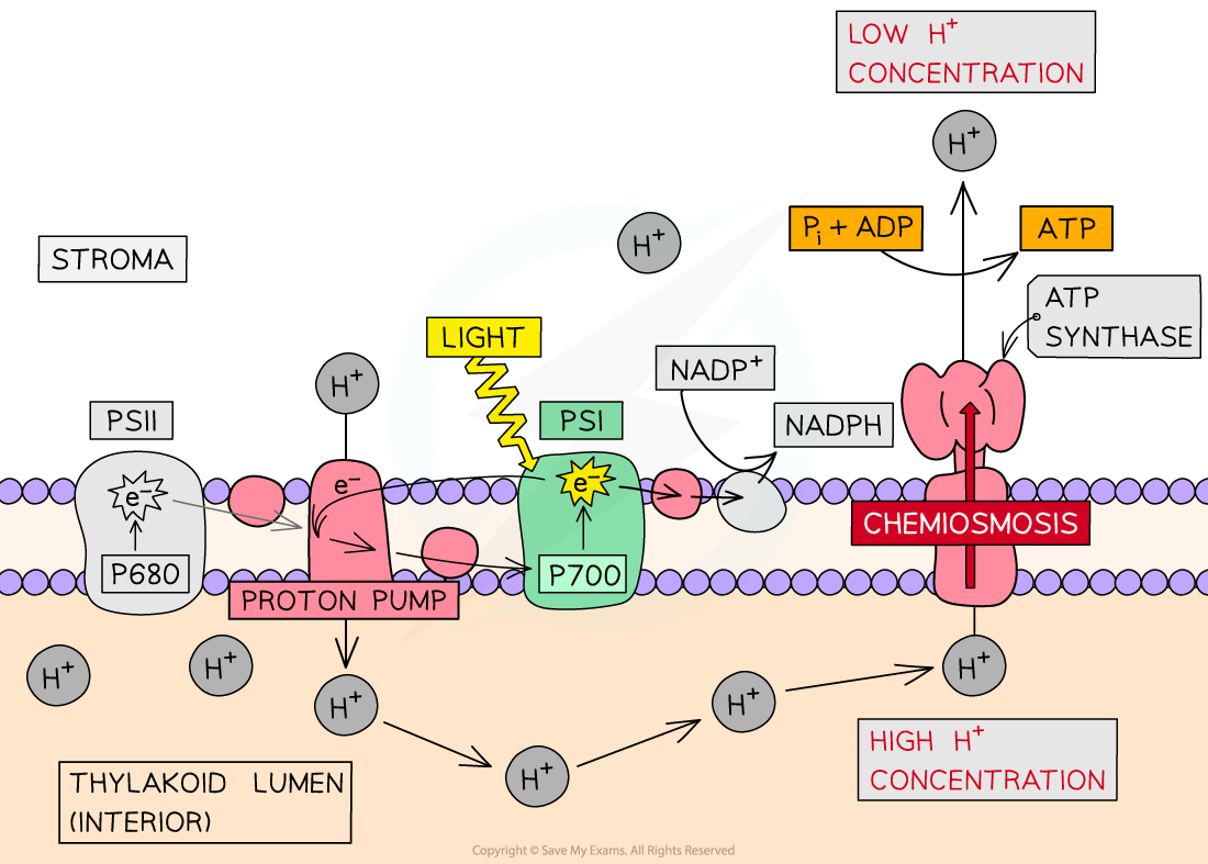 Cyclic photophosphorylation, downloadable AS & A Level Biology revision notes