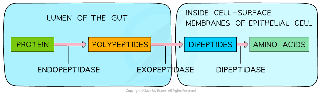 Digestion of Protein, downloadable AS & A Level Biology revision notes