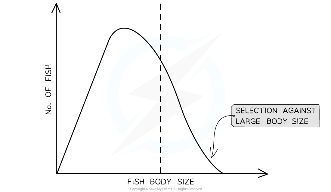 Directional selection on fish body size, downloadable AS & A Level Biology revision notes