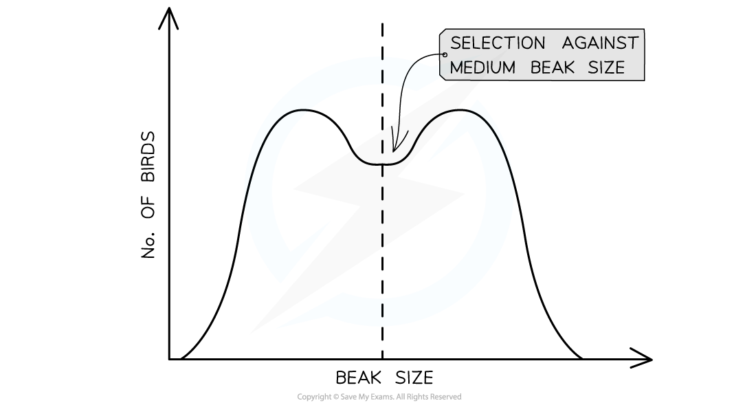 Disruptive selection on beak size, downloadable AS & A Level Biology revision notes