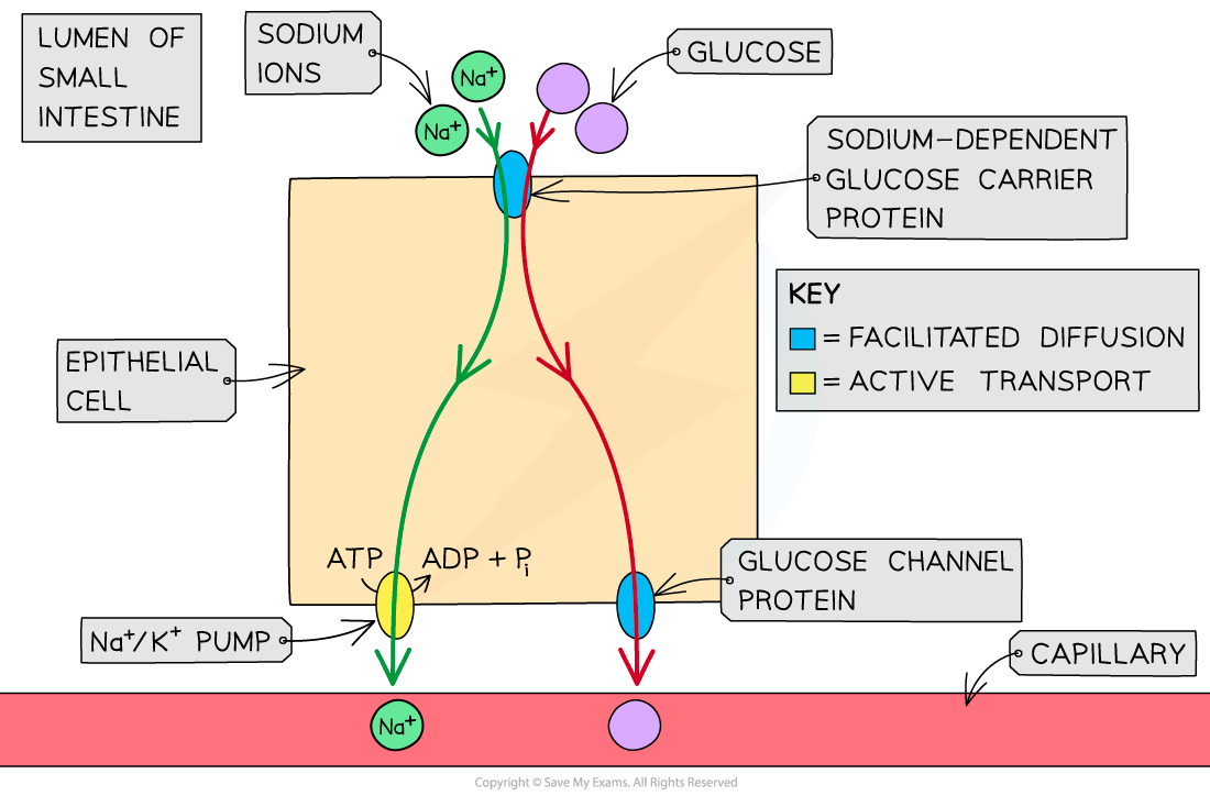 Glucose Cotransporter, downloadable AS & A Level Biology revision notes