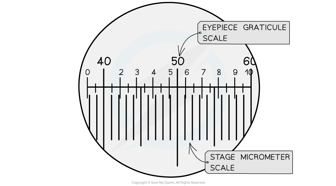 Graticule Calibration, downloadable AS & A Level Biology revision notes