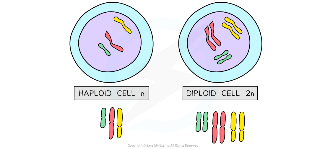 Haploid _ Diploid cells, downloadable AS & A Level Biology revision notes