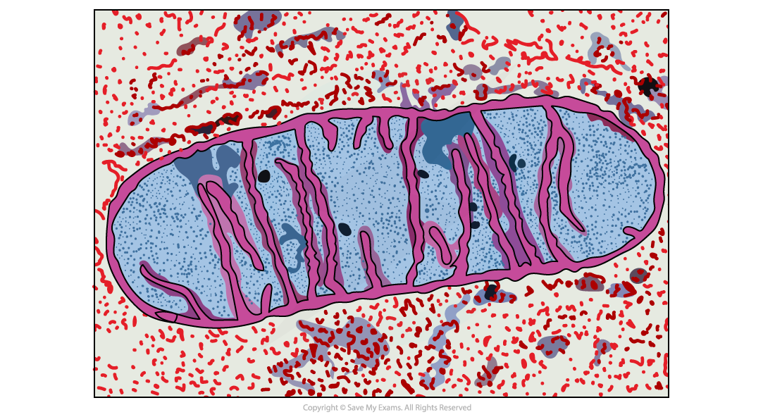 Hodder Edexcel micrograph of mitochondria, downloadable AS & A Level Biology revision notes