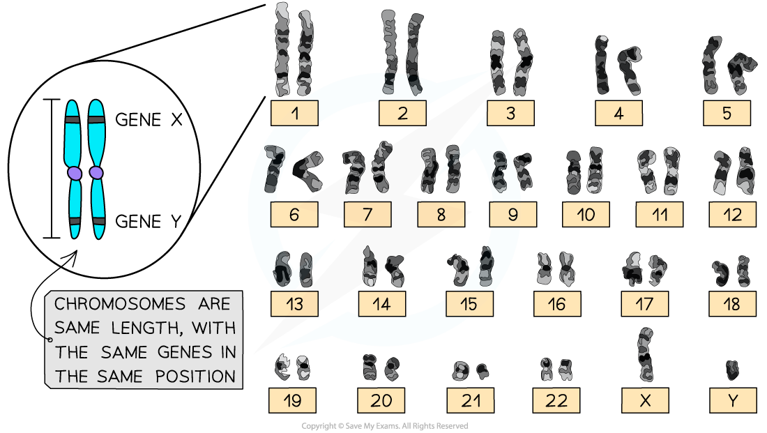 Human Karyogram showing Homologous pairs, downloadable AS & A Level Biology revision notes