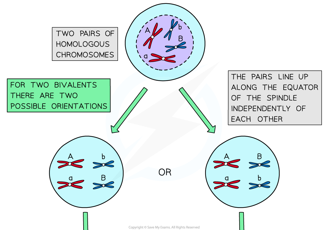 Independent assortment (1), downloadable AS & A Level Biology revision notes