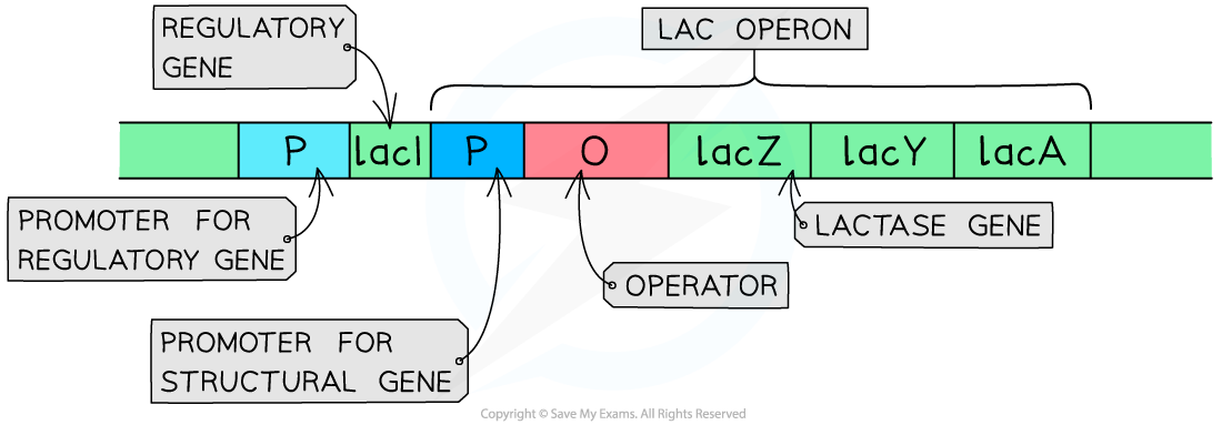 Lac Operon Structure, downloadable AS & A Level Biology revision notes