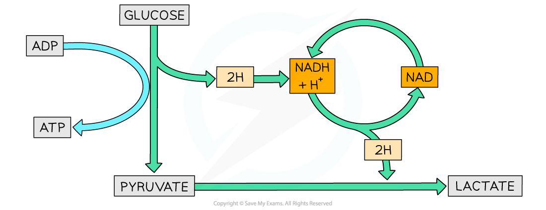 Lactate Fermentation, downloadable AS & A Level Biology revision notes