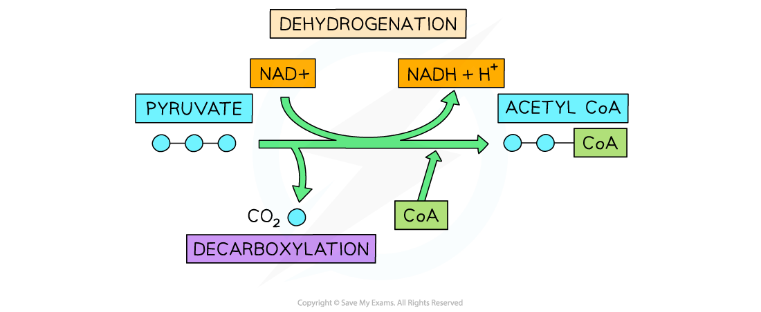 Link Reaction, downloadable AS & A Level Biology revision notes