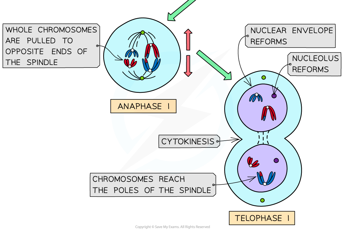 Meiosis I stages (2), downloadable AS & A Level Biology revision notes