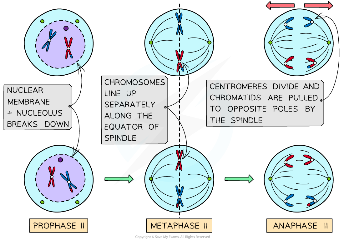 Meiosis II PMA, downloadable AS & A Level Biology revision notes