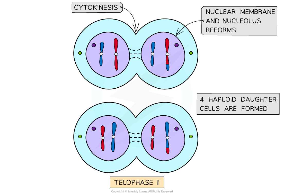 Meiosis II T, downloadable AS & A Level Biology revision notes