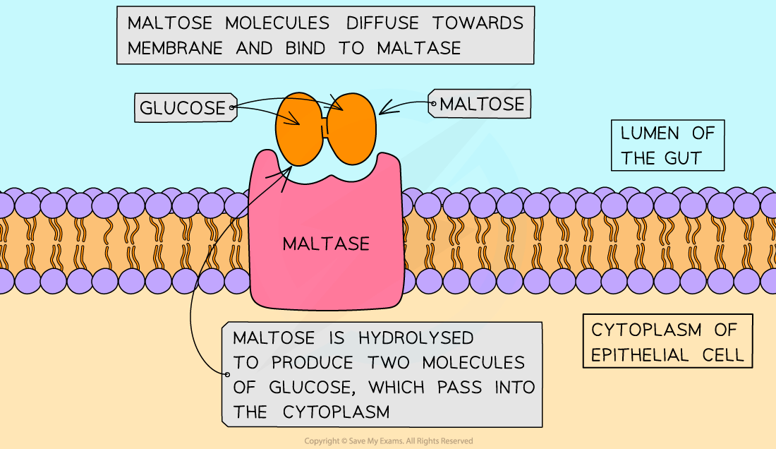 Membrane bound maltase, downloadable AS & A Level Biology revision notes