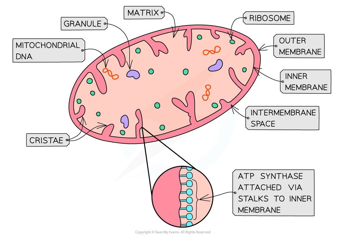 Mitochondria Structure, downloadable AS & A Level Biology revision notes