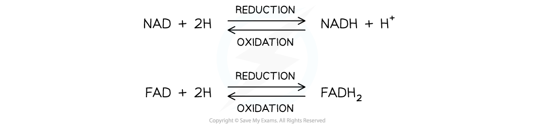 NAD and FAD equations, downloadable AS & A Level Biology revision notes