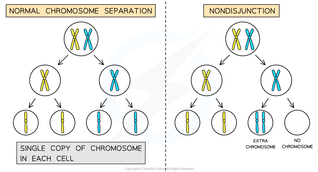 Nondisjunction, downloadable AS & A Level Biology revision notes