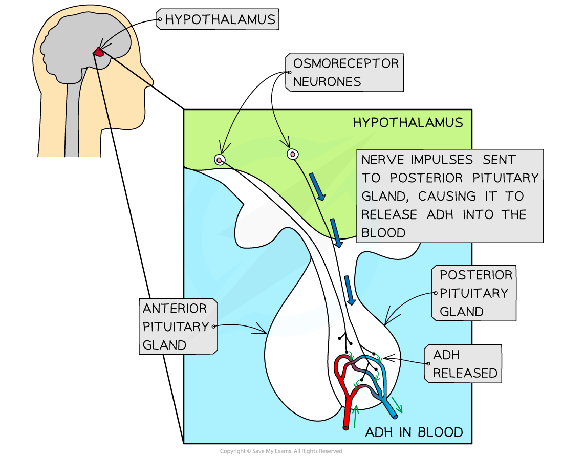 Osmoreceptors, downloadable AS & A Level Biology revision notes