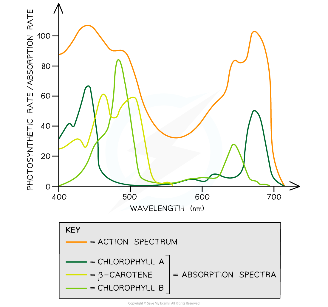 Overlay of photosynthetic absorption and action spectra, downloadable AS & A Level Biology revision notes