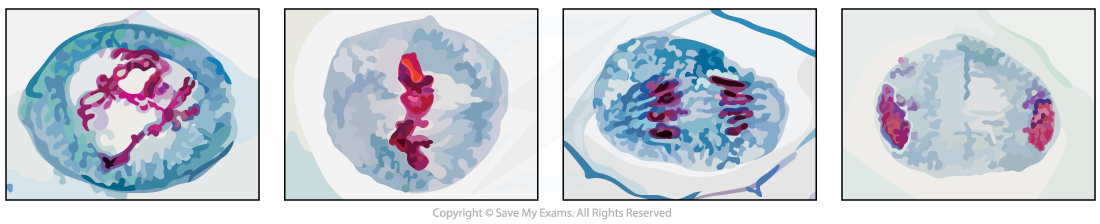 Photomicrograph showing stages of Meiosis I, downloadable AS & A Level Biology revision notes