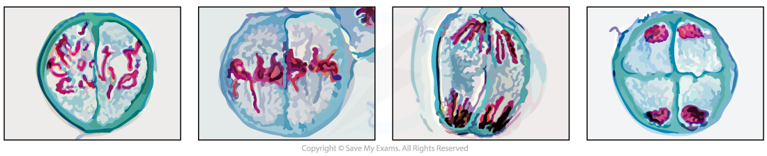 Photomicrograph showing stages of Meiosis II, downloadable AS & A Level Biology revision notes