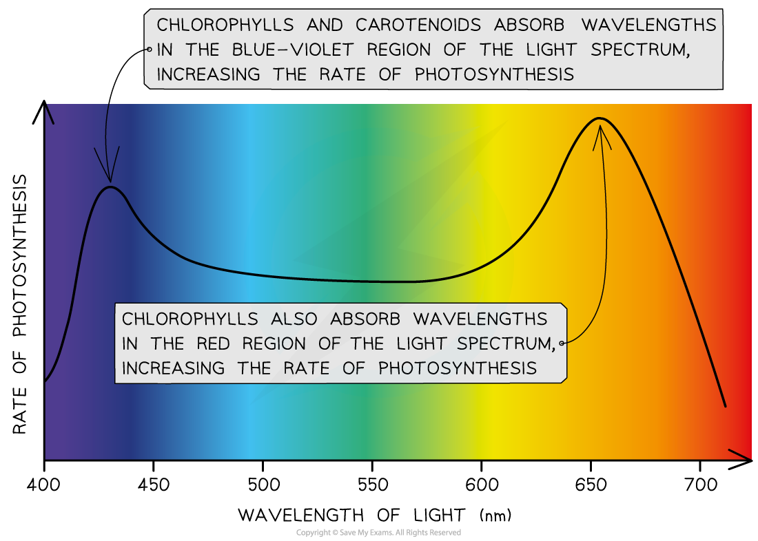 Photosynthetic action spectrum, downloadable AS & A Level Biology revision notes