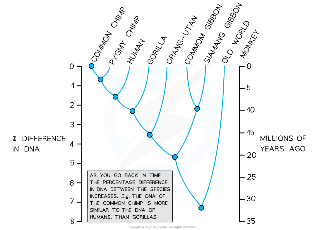 Primate species tree, downloadable AS & A Level Biology revision notes