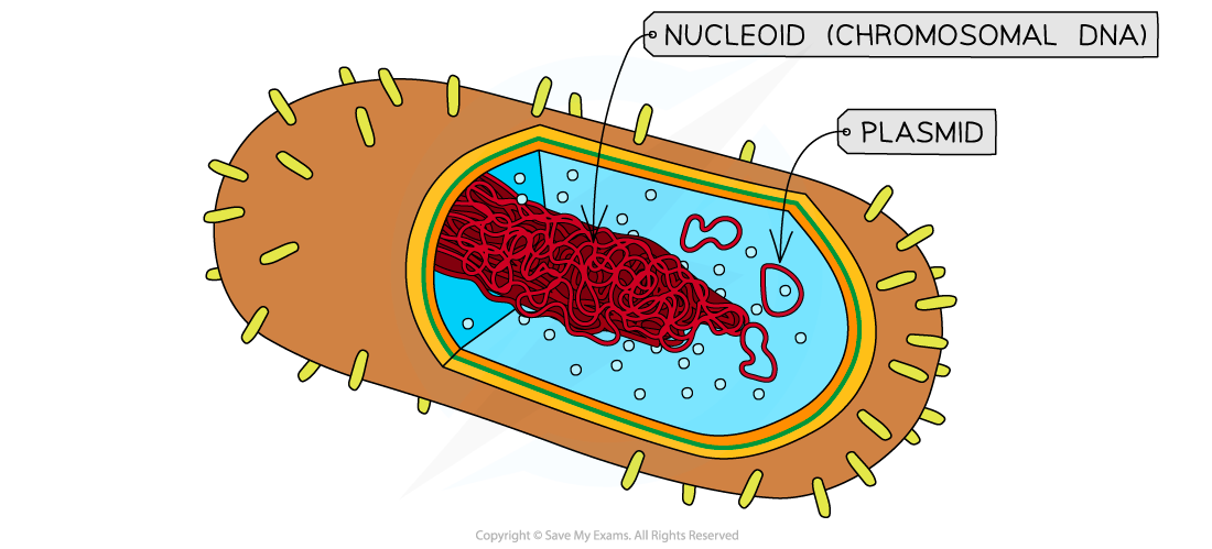 Prokaryotic DNA, downloadable AS & A Level Biology revision notes