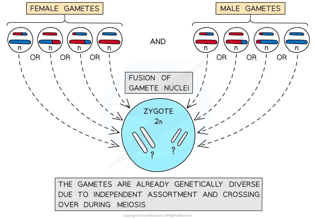 Random fusion of gametes, downloadable AS & A Level Biology revision notes