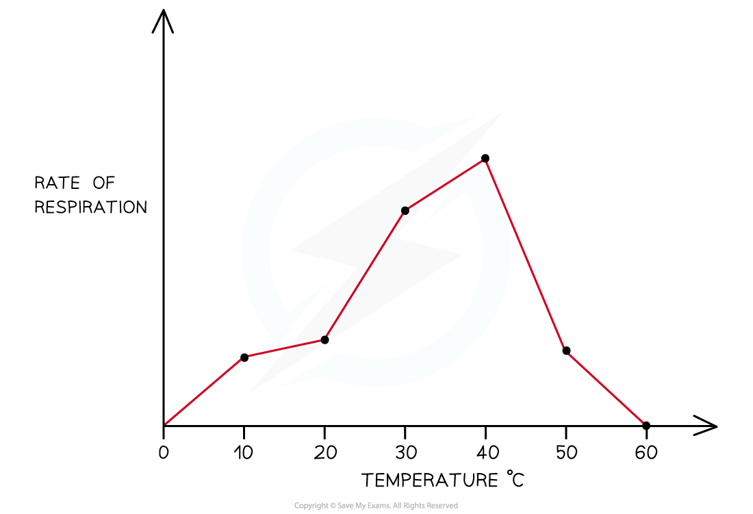 Rate of Respiration and Temperature graph, downloadable AS & A Level Biology revision notes