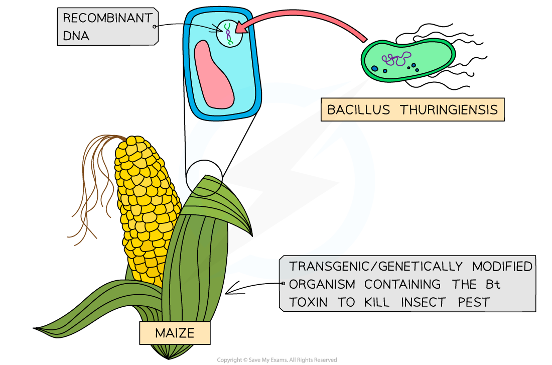 Recombinant DNA, downloadable AS & A Level Biology revision notes