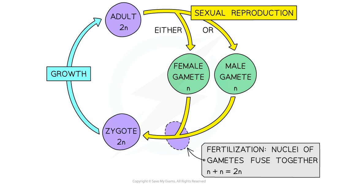 Reduction division in Mammal life cycle, downloadable AS & A Level Biology revision notes