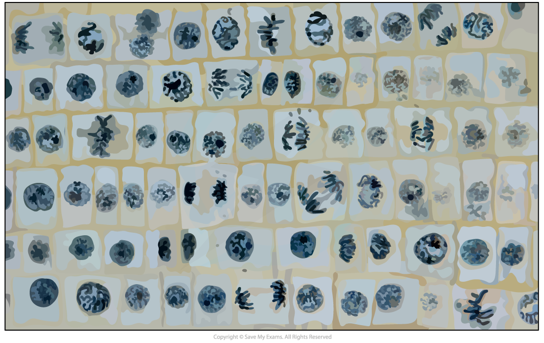 Root tip mitotic index question, downloadable AS & A Level Biology revision notes