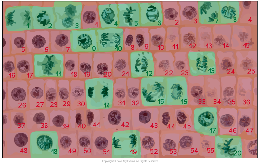 Root tip mitotic index solution, downloadable AS & A Level Biology revision notes