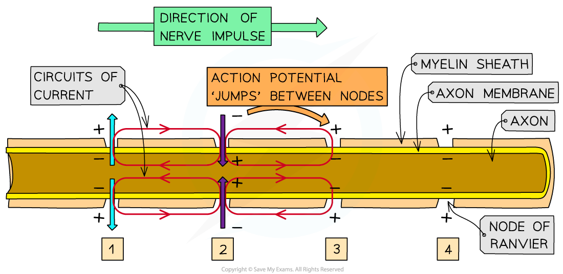 Saltatory conduction (1), downloadable AS & A Level Biology revision notes