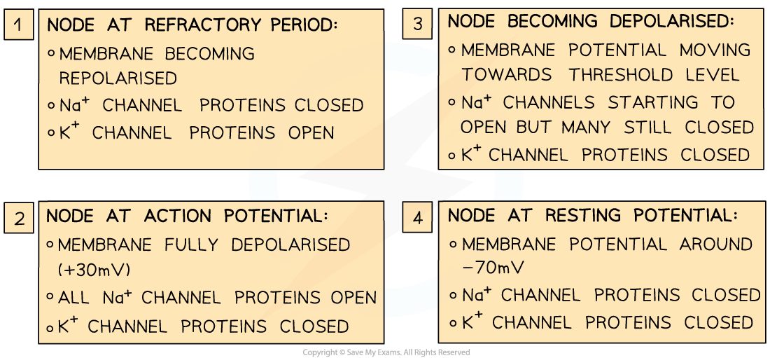 Saltatory conduction (2), downloadable AS & A Level Biology revision notes