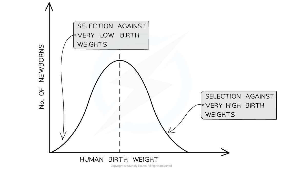 Stabilising selection on birth weight, downloadable AS & A Level Biology revision notes