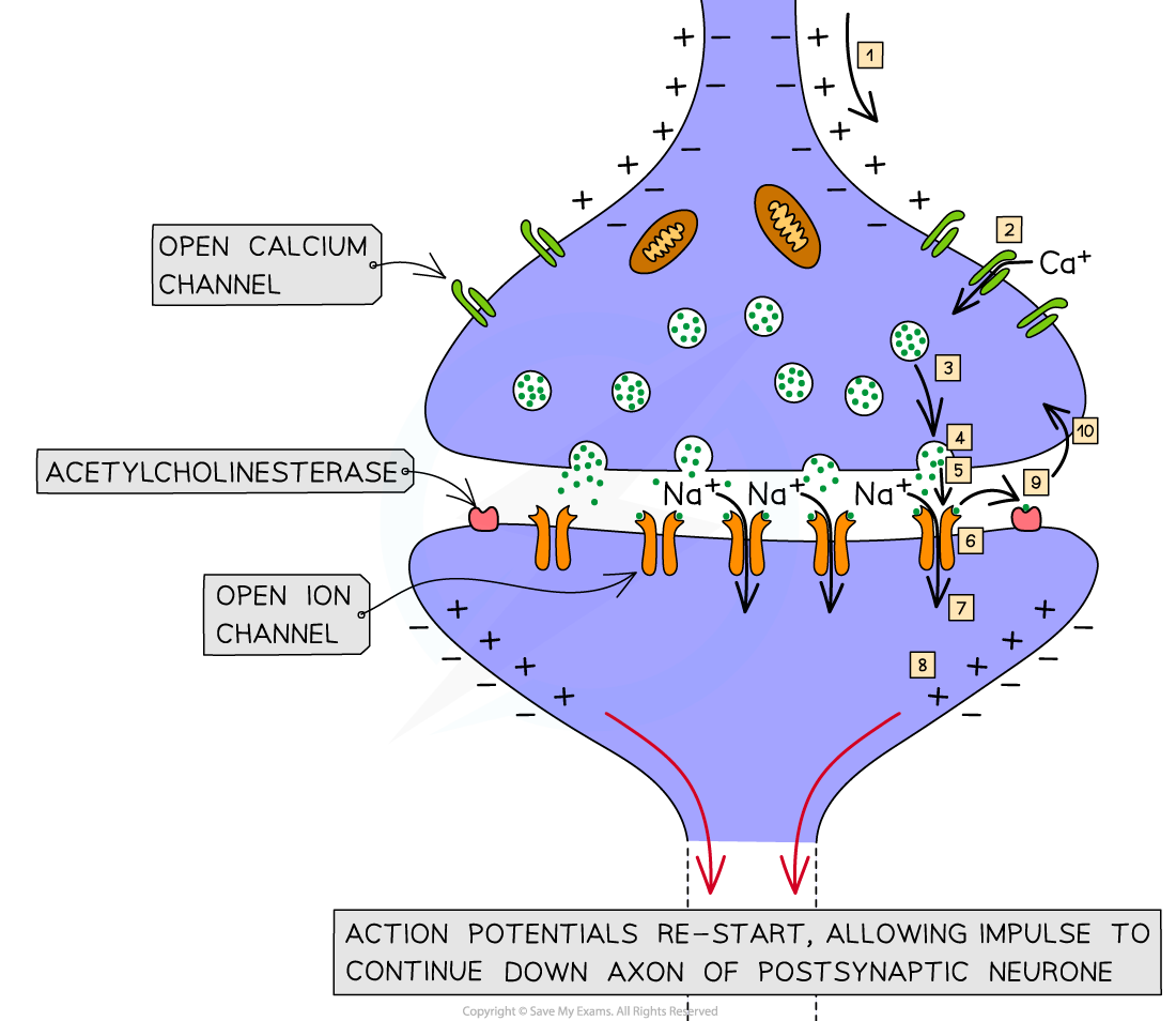 Synaptic transmission using acetylcholine (1), downloadable AS & A Level Biology revision notes