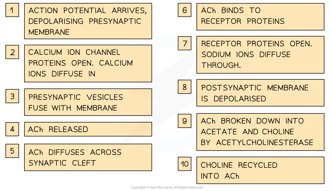 Synaptic transmission using acetylcholine (2), downloadable AS & A Level Biology revision notes