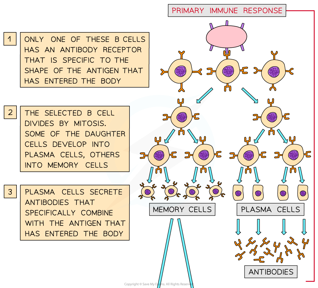 The function of B-lymphocytes during a primary and secondary immune response (1)_1, downloadable AS & A Level Biology revision notes