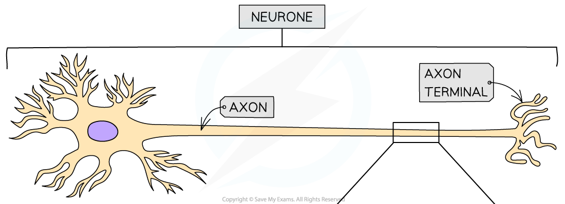 Transmission of a nerve impulse (1), downloadable AS & A Level Biology revision notes