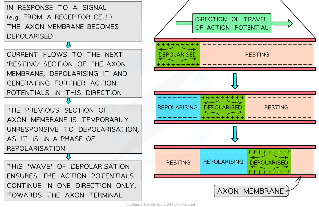 Transmission of a nerve impulse (2), downloadable AS & A Level Biology revision notes