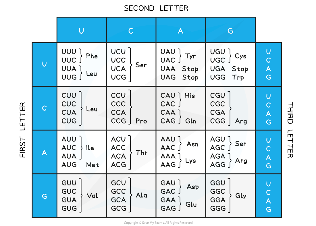 mRNA Codons and Amino Acids Table, downloadable AS & A Level Biology revision notes