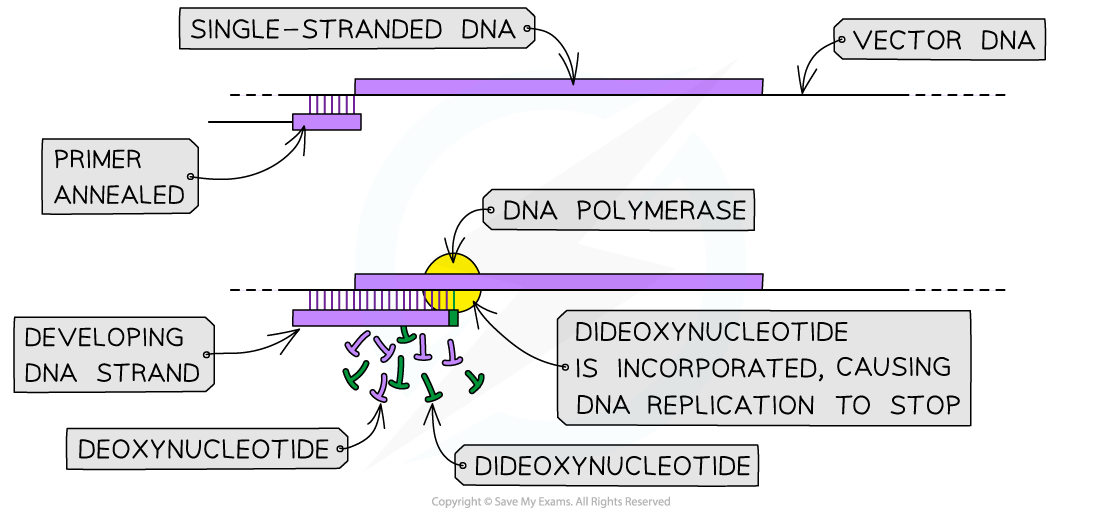 Chain termination technique, downloadable AS & A Level Biology revision notes