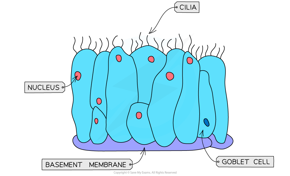 Ciliated Epithelium