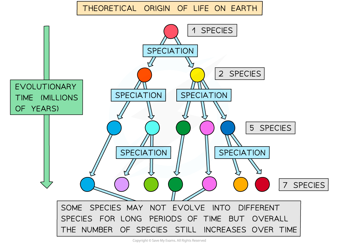 Evolution of species from a common ancestor