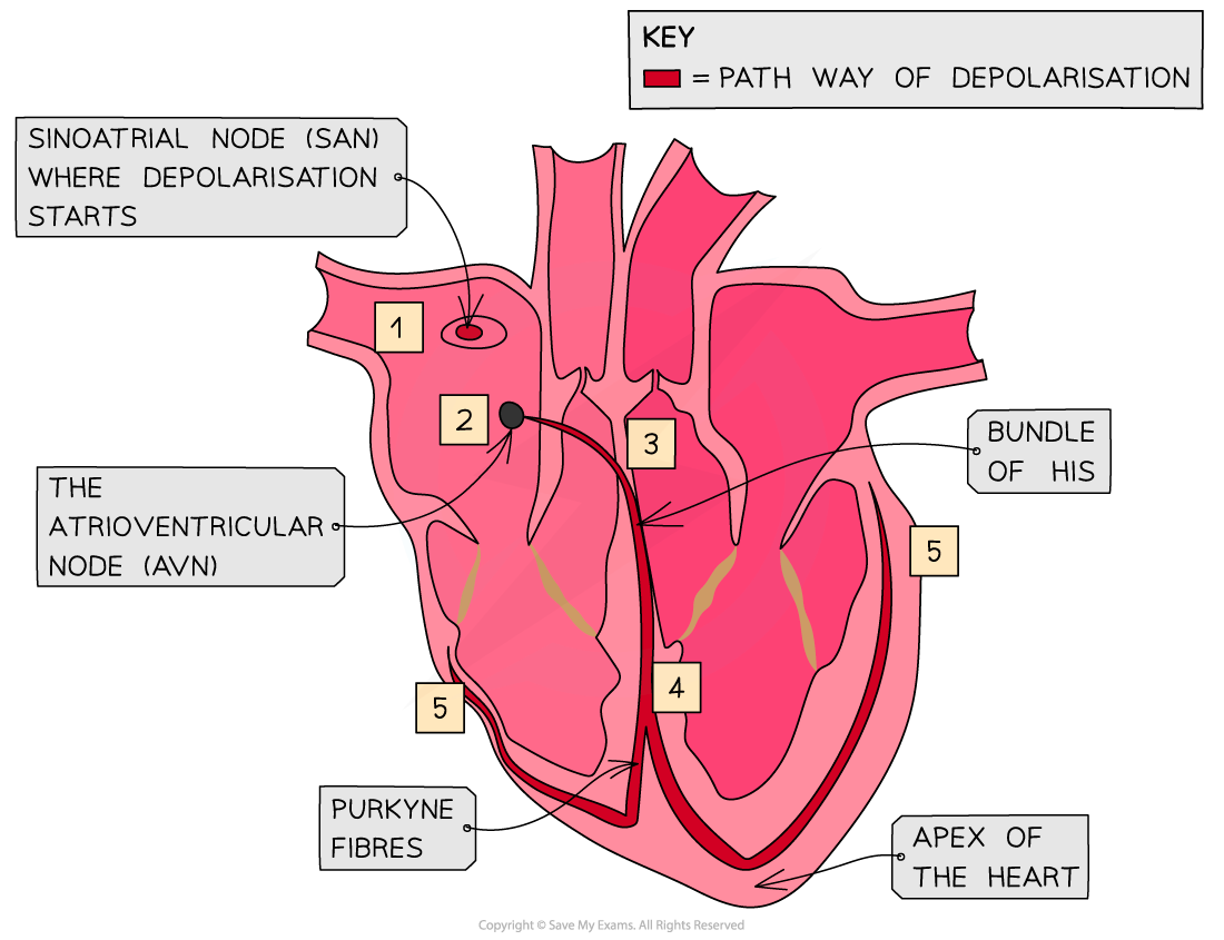 Electrical Activity of the Heart_1, downloadable AS & A Level Biology revision notes